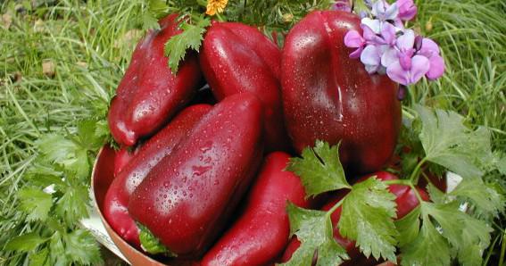 Veislės Marinkin liežuvis