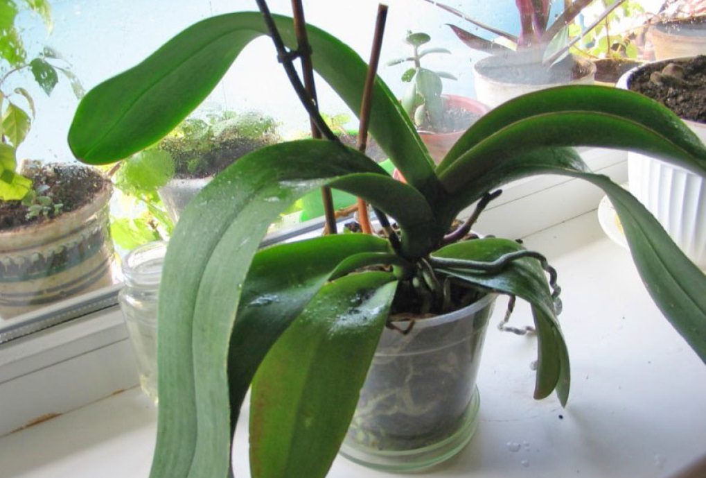 Орхидеята е болна