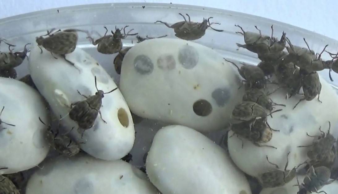 бръмбари в боб