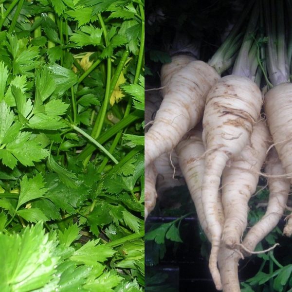 коренни зеленчуци магданоз