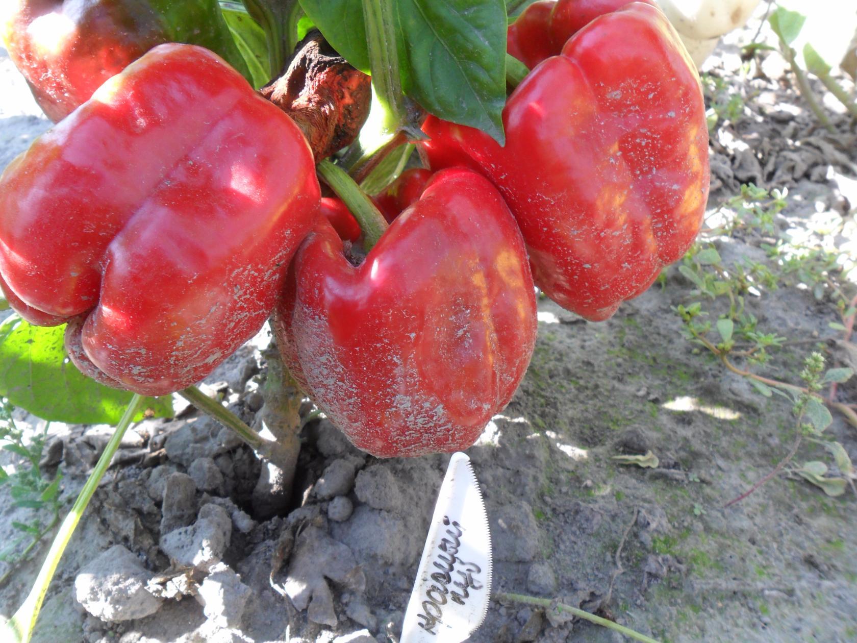 Veislė Raudonoji aikštė