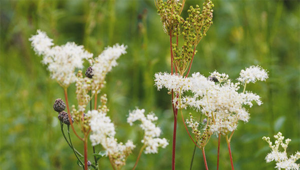 Meadowsweet