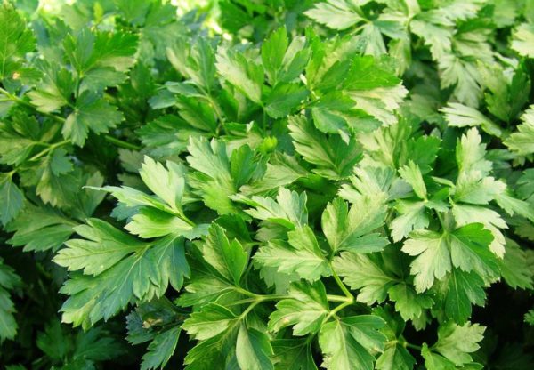 листен магданоз