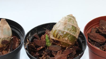 Орхидеи с луковици от Виетнам