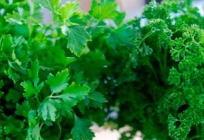 най-добрите сортове магданоз