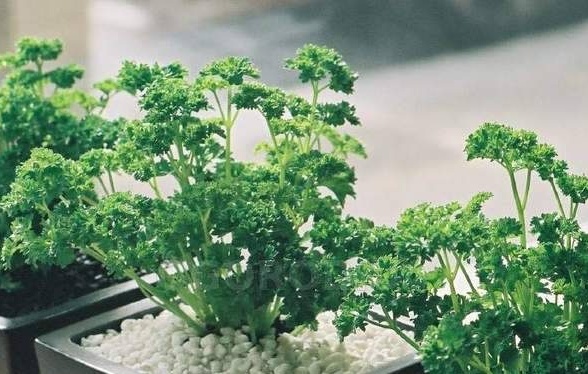 Creixent julivert en un finestral