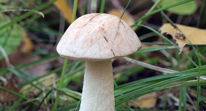 Boletus blanc
