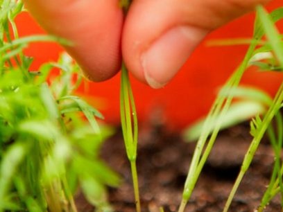 Moon phases in may 2019 of the day for gardeners