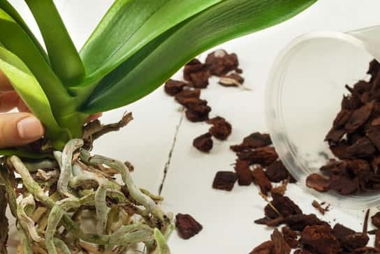 Кора от орхидея