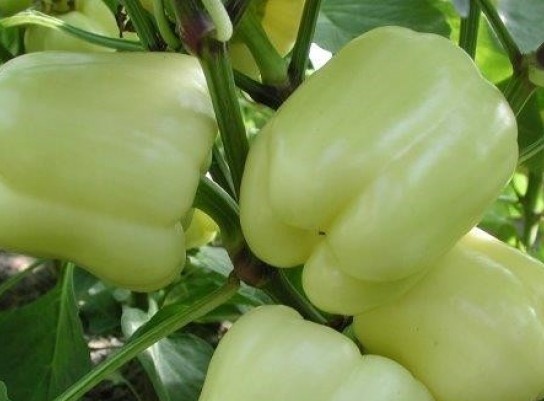 Įvertinimas „Belladonna“