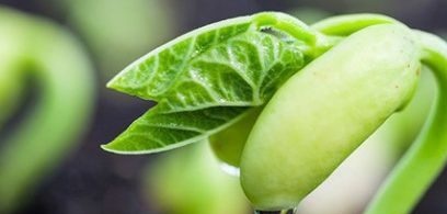 יורה שעועית