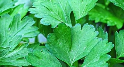 сортове магданоз