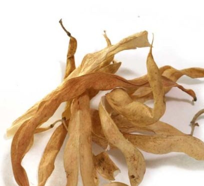 бобени листа