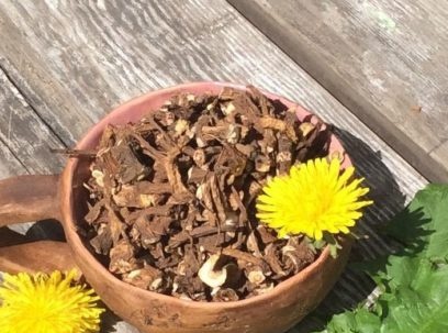 Arrels de dent de lleó