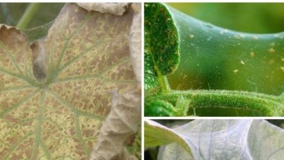 àcar d'arina sobre cogombres