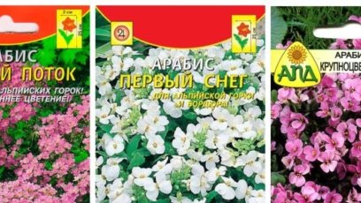 những hạt giống