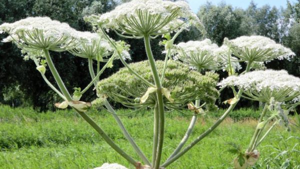 Hogweed és verinós