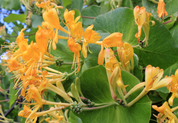 yellow honeysuckle