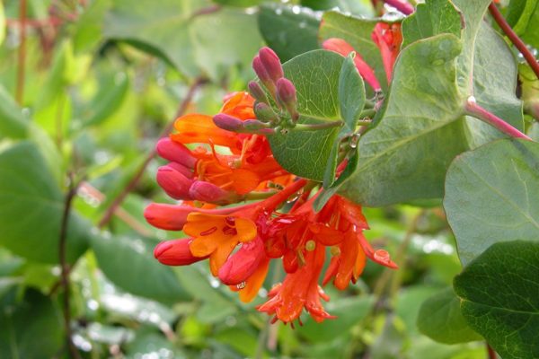 kim ngân hoa trang trí