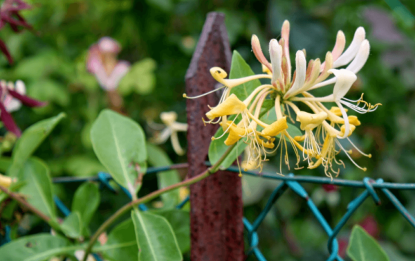 honeysuckle support