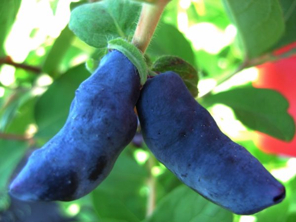 honeysuckle Bakcharsky giant