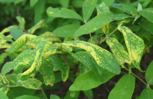 bệnh kim ngân hoa