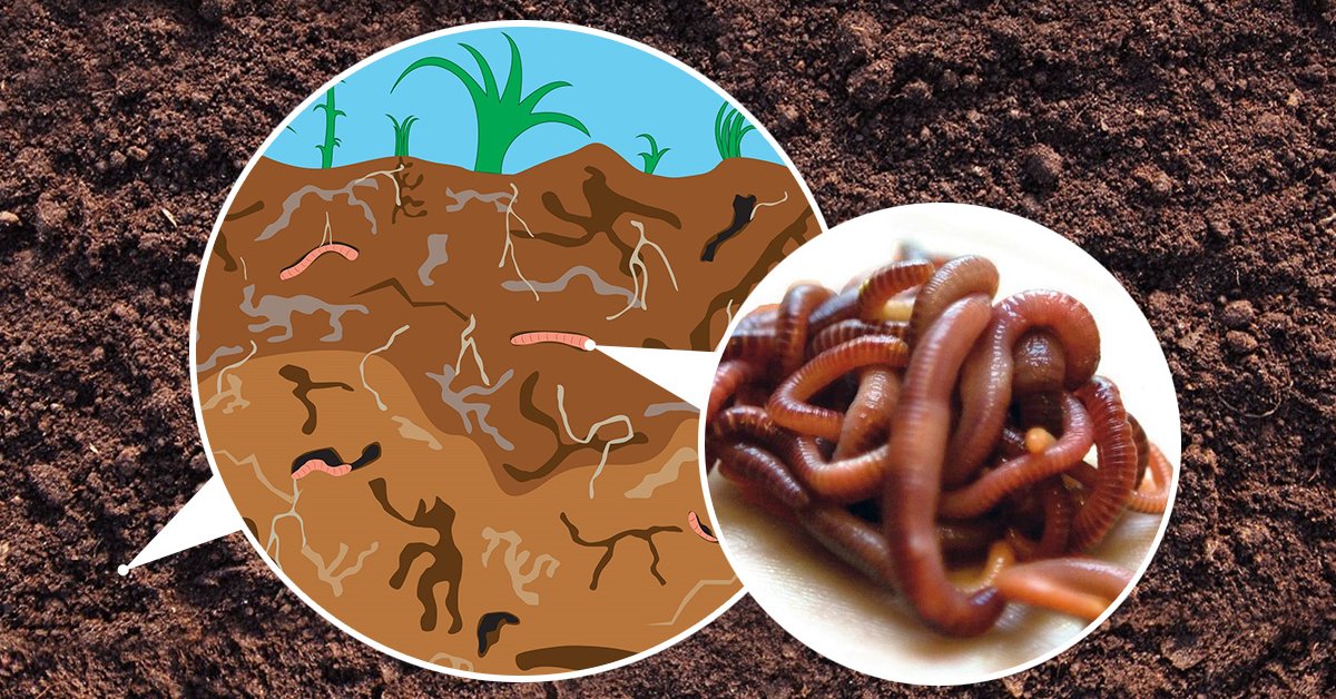 מה זה ביוהומוס