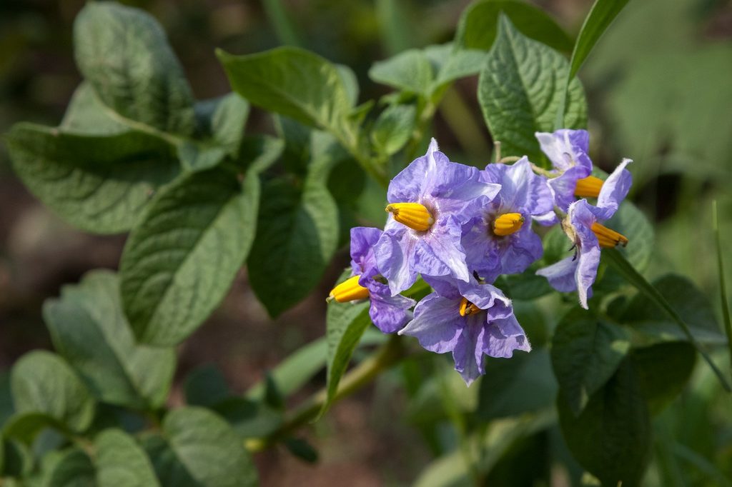 Potato blooms