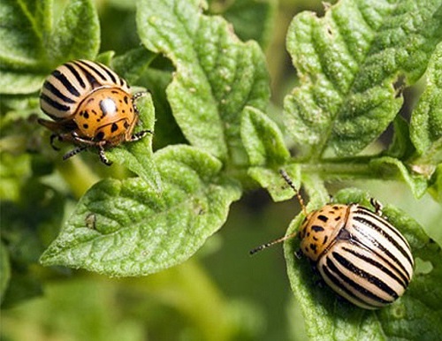 Potato Pests