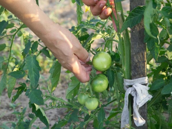 вързани храсти