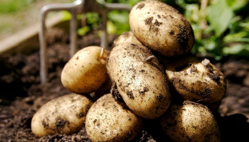 Potato tubers