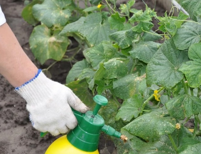 Да се ​​отървем от бъга и мечката