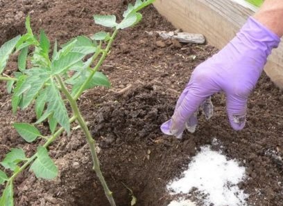 Да се ​​отървем от бъга и мечката