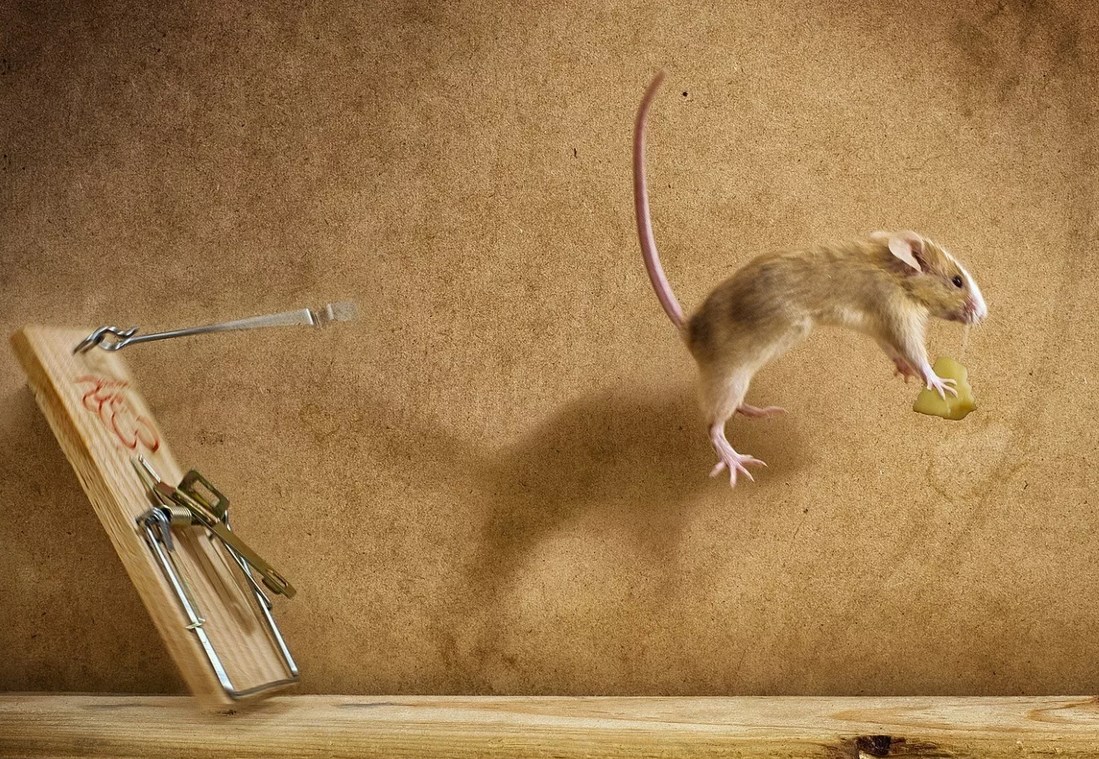 Fighting mice in the house