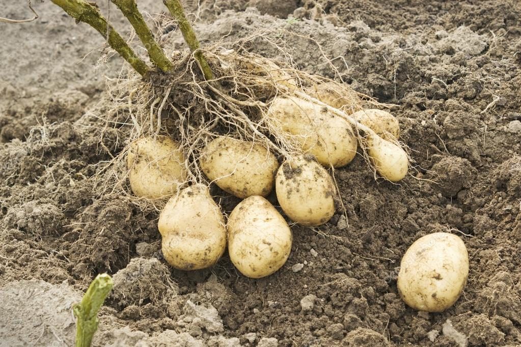 Dug potatoes