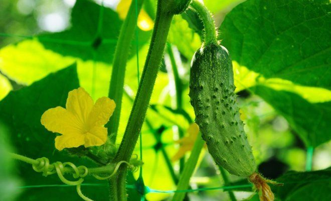 краставици