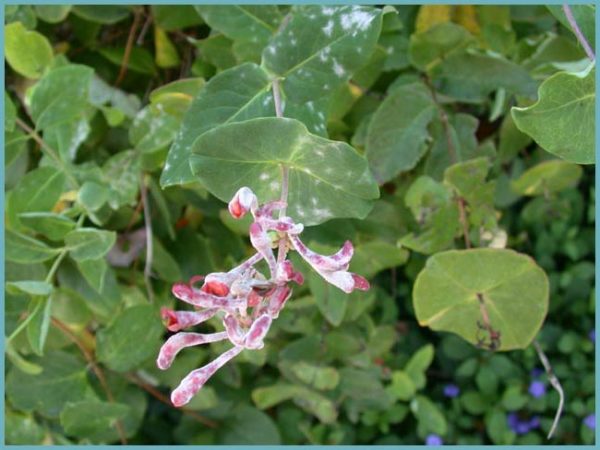 decorative honeysuckle diseases