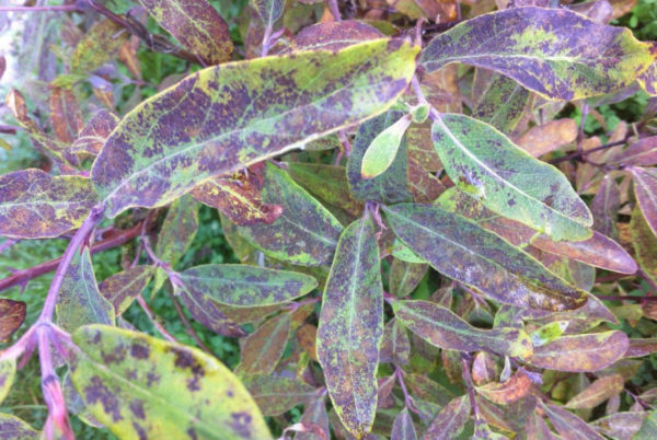 decorative honeysuckle diseases