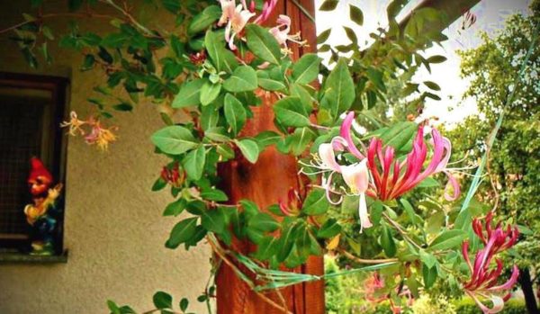 Honeysuckle Caprilia