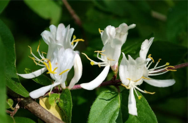 honeysuckle shrub