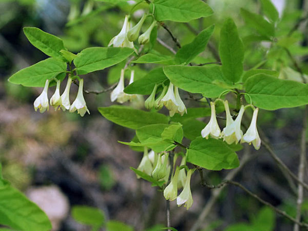 honeysuckle bush