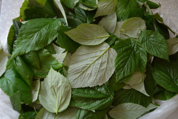 raspberry leaves