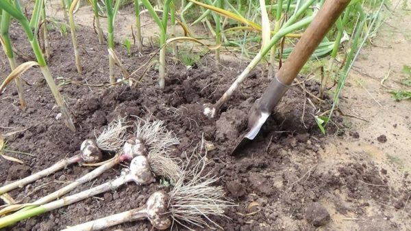 garlic harvest