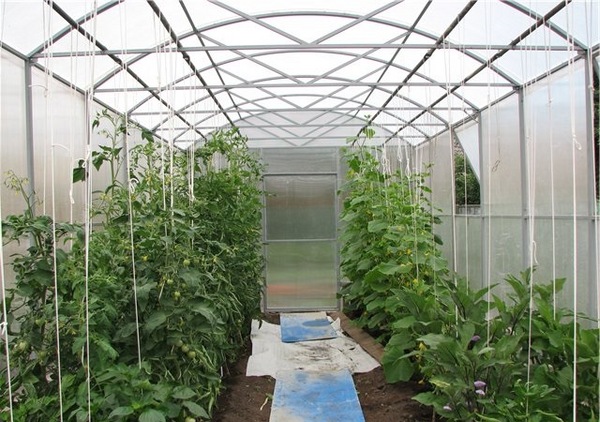 Is it possible to plant eggplant in the same greenhouse with cucumbers