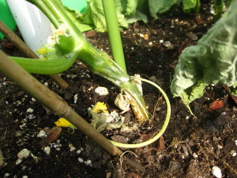 ריקבון שורשים במלפפונים