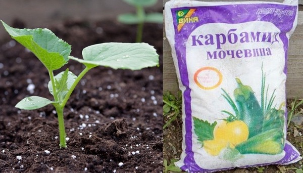 използването на урея за краставици