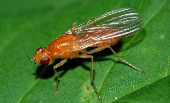 Моркова муха