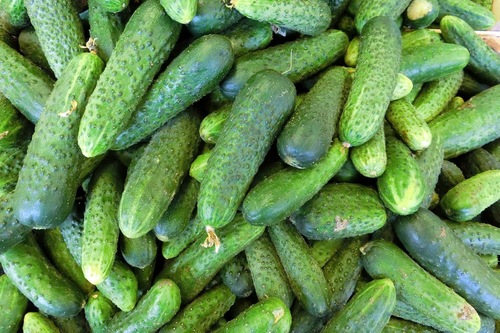 Описание на краставици Claudia f1