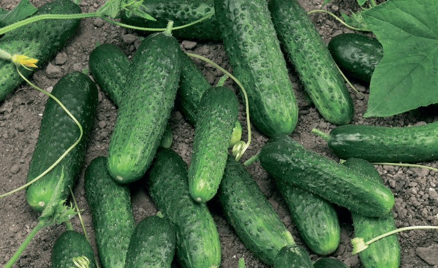 Краставица Миранда