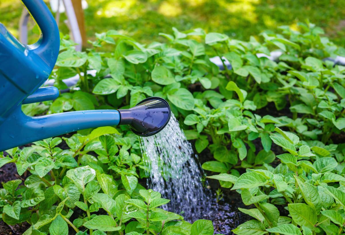 Watering potatoes